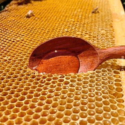 S14.Honeycomb | behaviourrevolutionscriptures.com